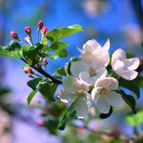 «Яблуневий цвіт» обіцяє рясний урожай