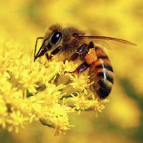 Бджоли раді цвіту,  а пасічники —	кооперативу
