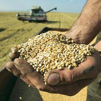 Зерно України: рекорд урожаю буде подолано
