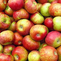 Анатолій СЕМЕНЮК: «На зиму для споживачів закладемо у сховища 60 тисяч тонн яблук»