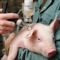  Ветеринари лікують худобу, а захищають людей