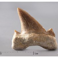 Гірські породи, зуби акули і кістки давніх птахів