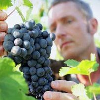 Виноградарі потребують законодавчого захисту