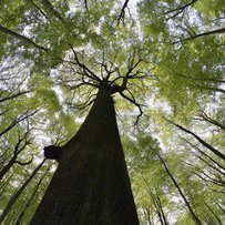 Трильйон дерев проти змін клімату