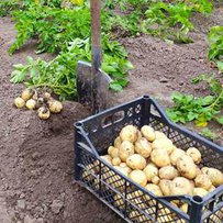 Три врожаї картоплі за рік — цілком реально