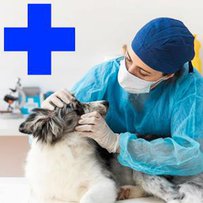 Про ветеринарну медицину