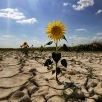 Анатолій Польовий: «Кліматичні зміни диктують аграріям вибір: оновлення технологій або розорення»
