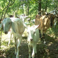 Фітнес-кози з окупованих територій
