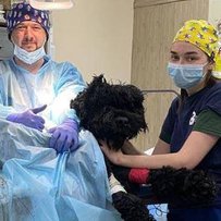 Харківські ветеринари провели унікальну операцію 