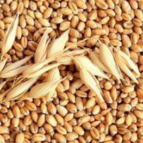 Аграрії не знають спочинку
