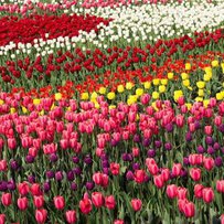 Клумбою з 10 тисяч тюльпанів милуються на Закарпатті