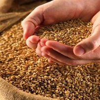 Рекордний урожай зернових у 2019 році є однією із головних запорук сталості курсу гривні — Нацбанк України