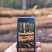 Зберегти природу допоможе «Ліс у смартфоні»