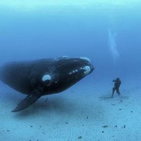 На глибині серце синього кита скорочується тільки двічі за хвилину