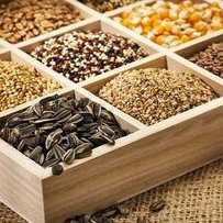 Сертифікація насіння підвищить конкуренцію на ринку