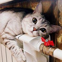 Опалення й гаряча вода не подорожчають