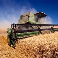 В Україні вже намолочено понад 22 мільйони тонн зернових та олійних