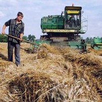 В Україні вже збирають пшеницю, ячмінь, горох, ріпак