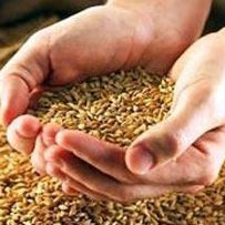 Зернові рукави допоможуть зберегти врожай