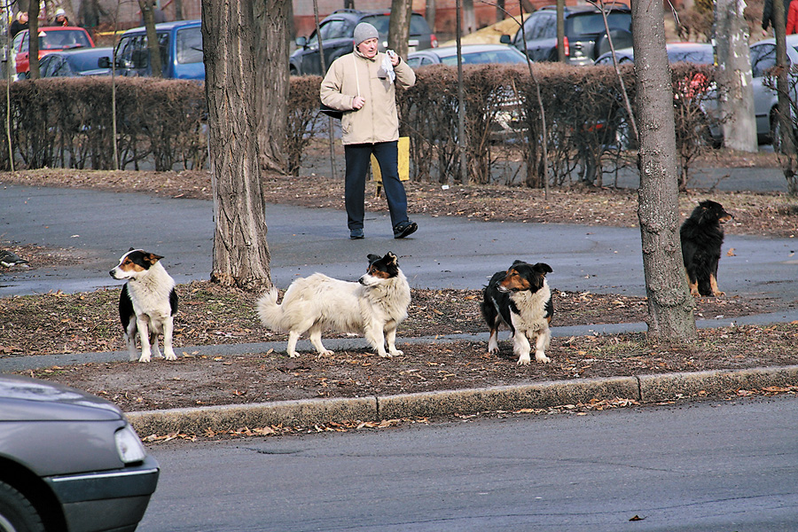 Бродячі собаки та коти окупували в Миколаєві дитячі майданчики та шкільні подвір’я. Фото Світлани СКРЯБІНОЇ