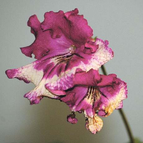 Квітка стрептокарпуса «Прада» родини геснерієвих привертає увагу своєю довершеною гамою кольорів. Фото автора