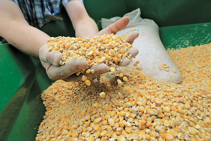 Торішній урожай кукурудзи за енергетичним еквівалентом перевищує 15 млрд м³ природного газу. Фото Світлани СКРЯБІНОЇ