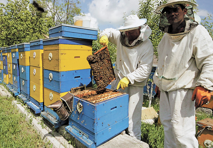 Вітчизняне бджільництво має неабиякий експортний потенціал. Фото УНIAН