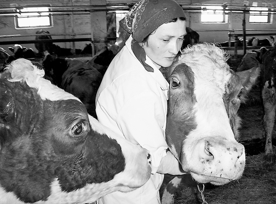 Передова доярка ПАФ «Україна» Оксана Кишкань обслуговує 38 фуражних корів, від кожної з яких за минулий рік надоїла понад 5,5 тисячі кілограмів молока. Фото автора