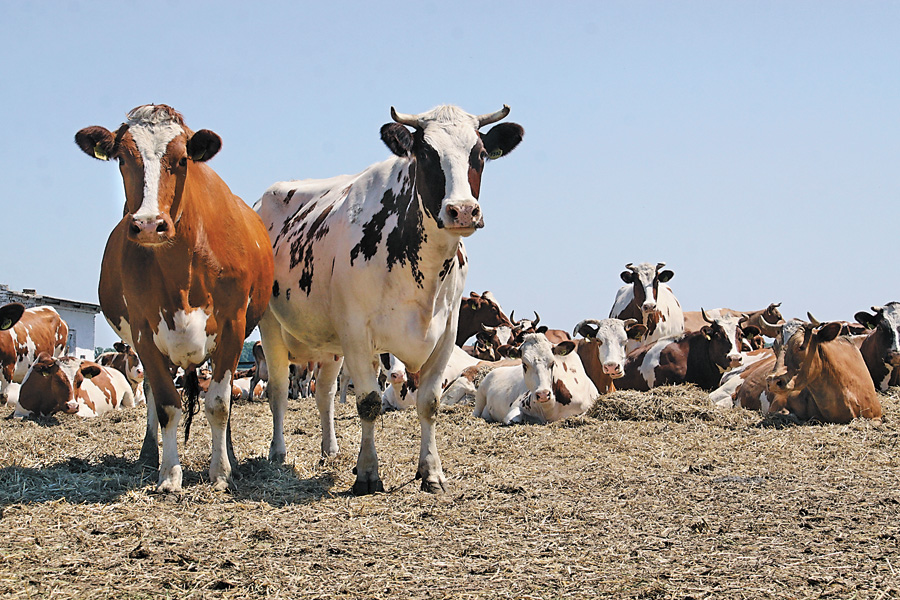Велике стадо корів — запорука чималих обсягів надоїв молока. Фото Світлани СКРЯБІНОЇ