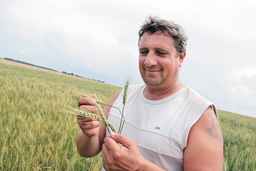 У 2015—2016 маркетинговому році Україна може експортувати до 15 мільйонів тонн пшениці. Фото Світлани СКРЯБІНОЇ
