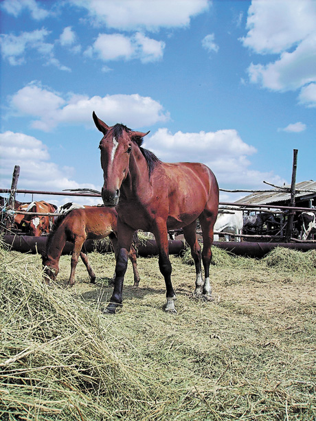 Фахівці запевняють, що випас худоби, особливо коней, не зашкодить заповідному степу — навпаки, стане корисним. Фото автора