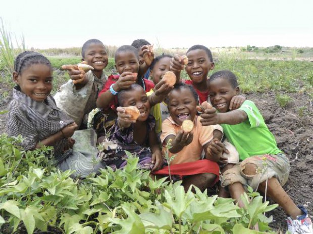 Помаранчева картопля з підвищеним вмістом вітамінів, яку спеціально було виведено для африканських країн