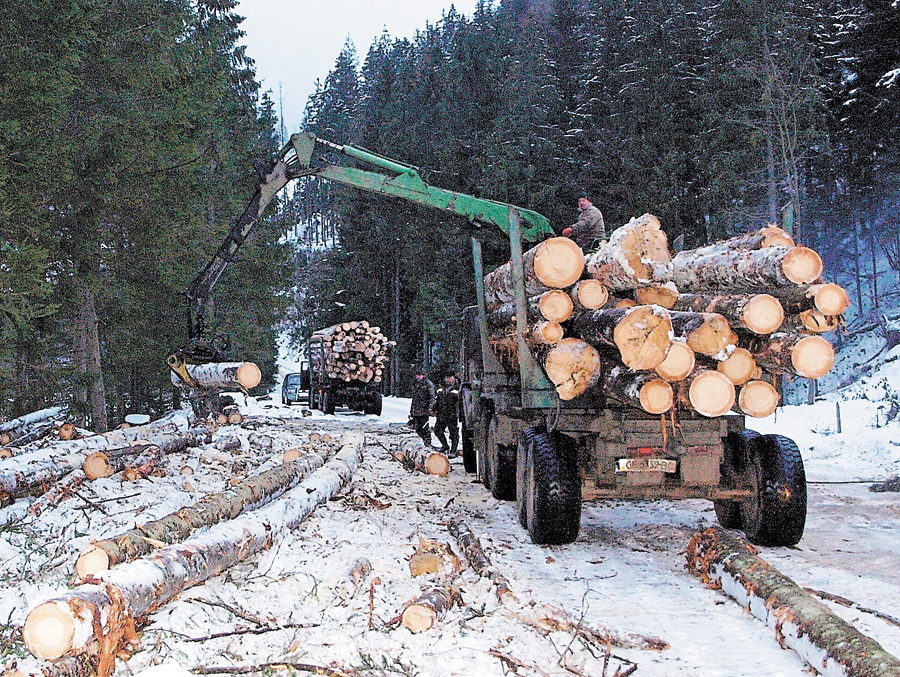 Трелювання деревини звичне для лісників Закарпаття. Фото автора