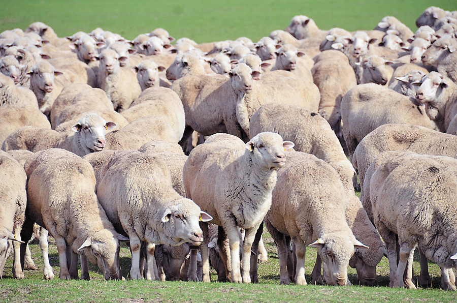 Вівчарство у господарстві дає стабільні прибутки, бо настриг вовни від однієї тварини в «Асканійському» майже вдвічі вищий, ніж у Херсонській області