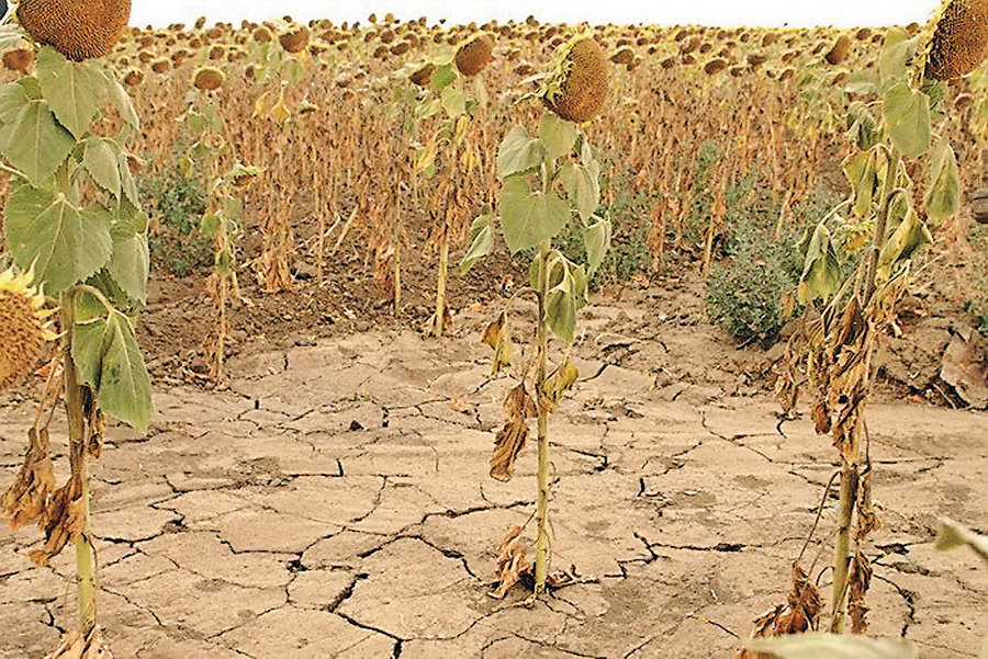 Не буде лісосмуг — не буде захисту від посухи. Фото з сайту catoday.org