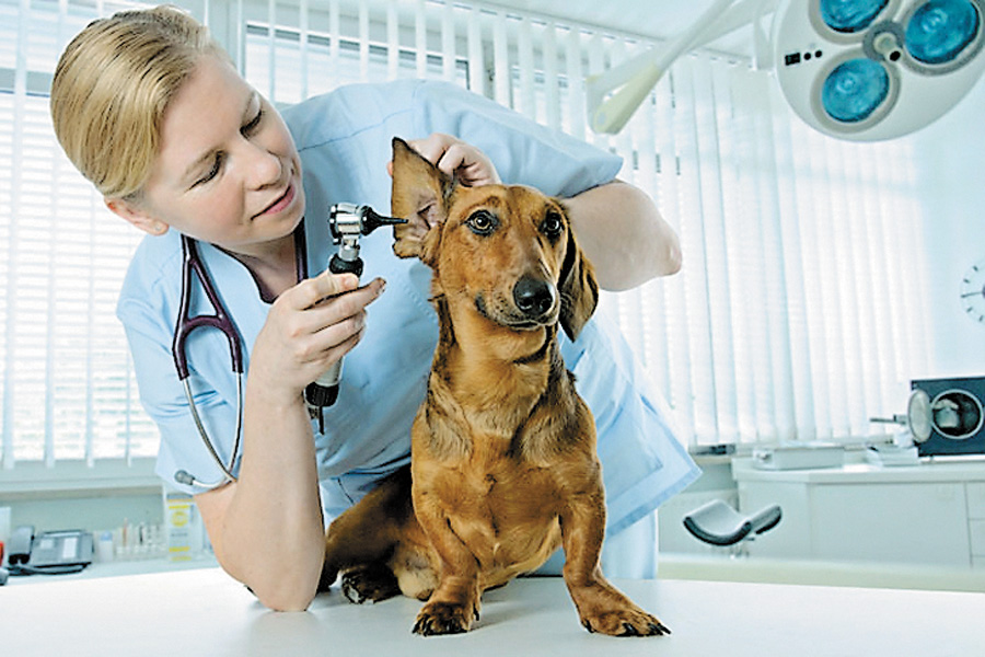 Деякі експерти вважають, що ліцензувати ветеринарну практику не потрібно. Фото з сайту vv.com