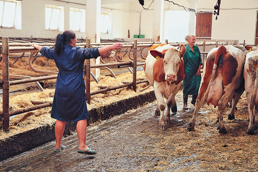 В Україні є такі кооперативи, де досягають якості молока екстракласу. Фото автора