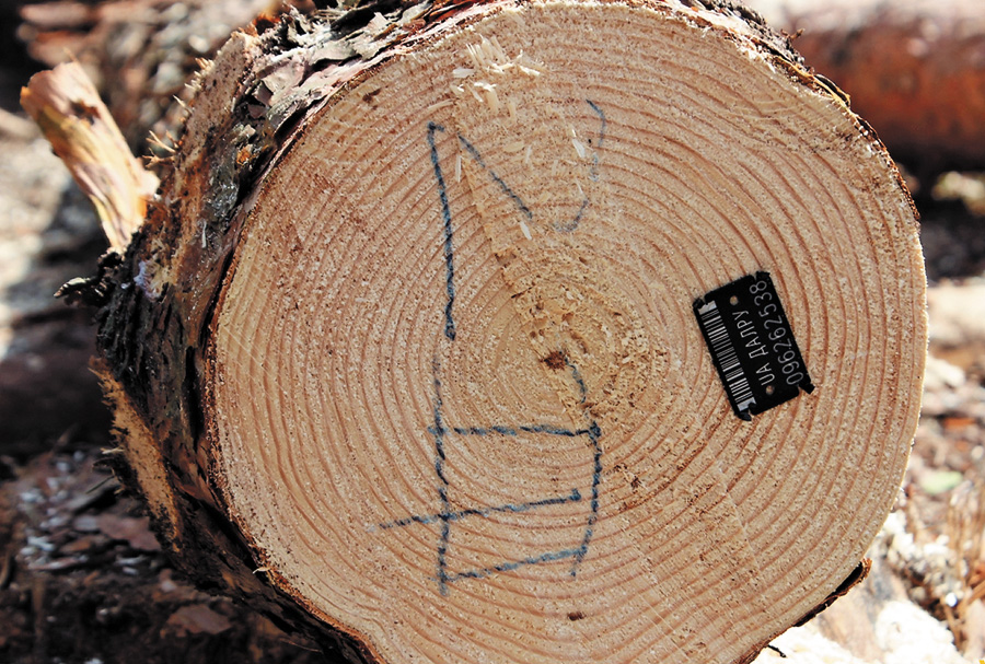 Уся інформація про дерево — на одному маленькому чипі. Фото автора