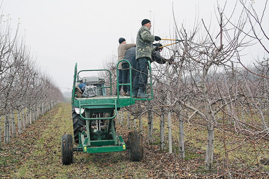 З брацлавської платформи, яка підіймається на 3 метри, зручно формувати крону дерев та якісно збирати врожай. Фото автора