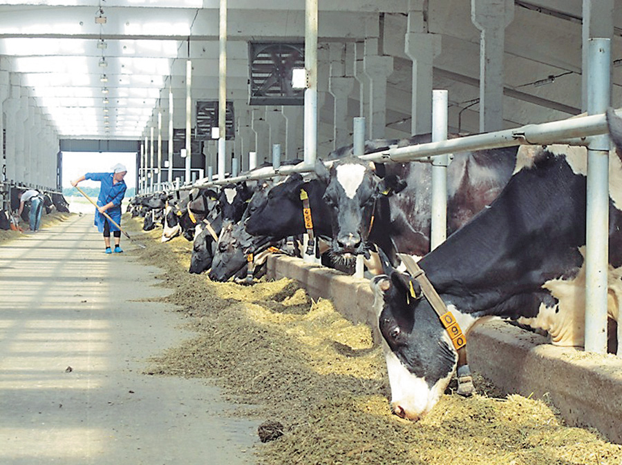 На турботу тварини відповідають високою продуктивністю. Фото прес-служби Черкаської ОДА