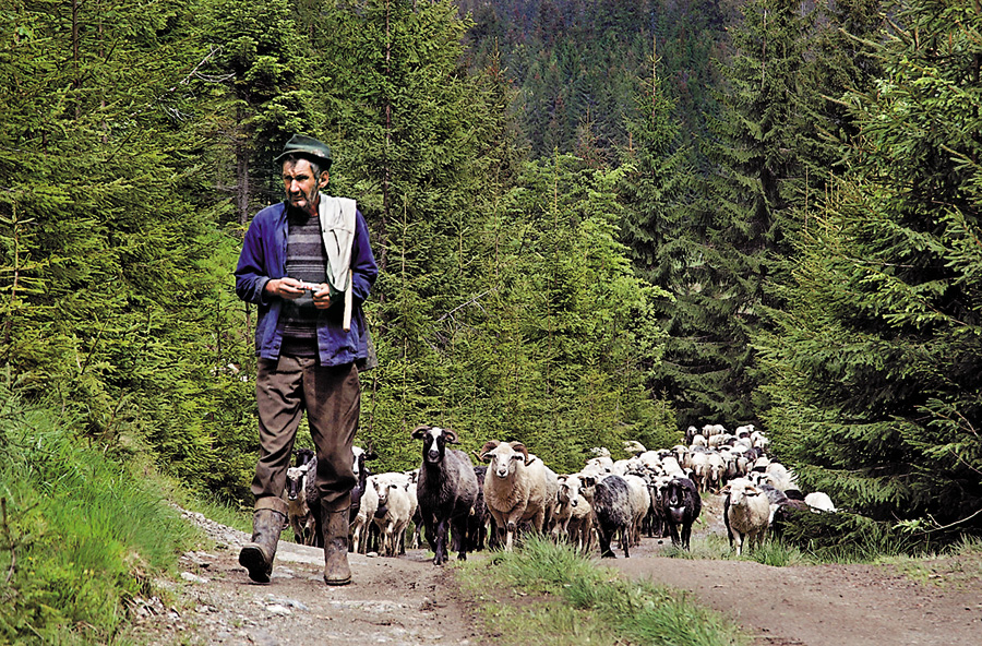 У вівчарі-фермери подалися лише поодинокі сміливці. Фото з сайту igormelika.com.ua