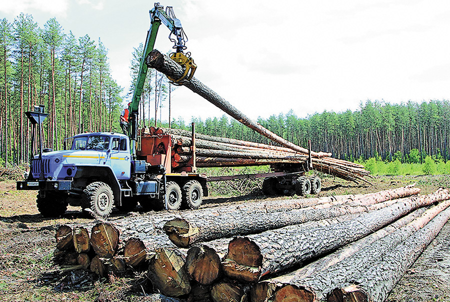 Чернігівська деревина нині має величезний попит. Фото автора