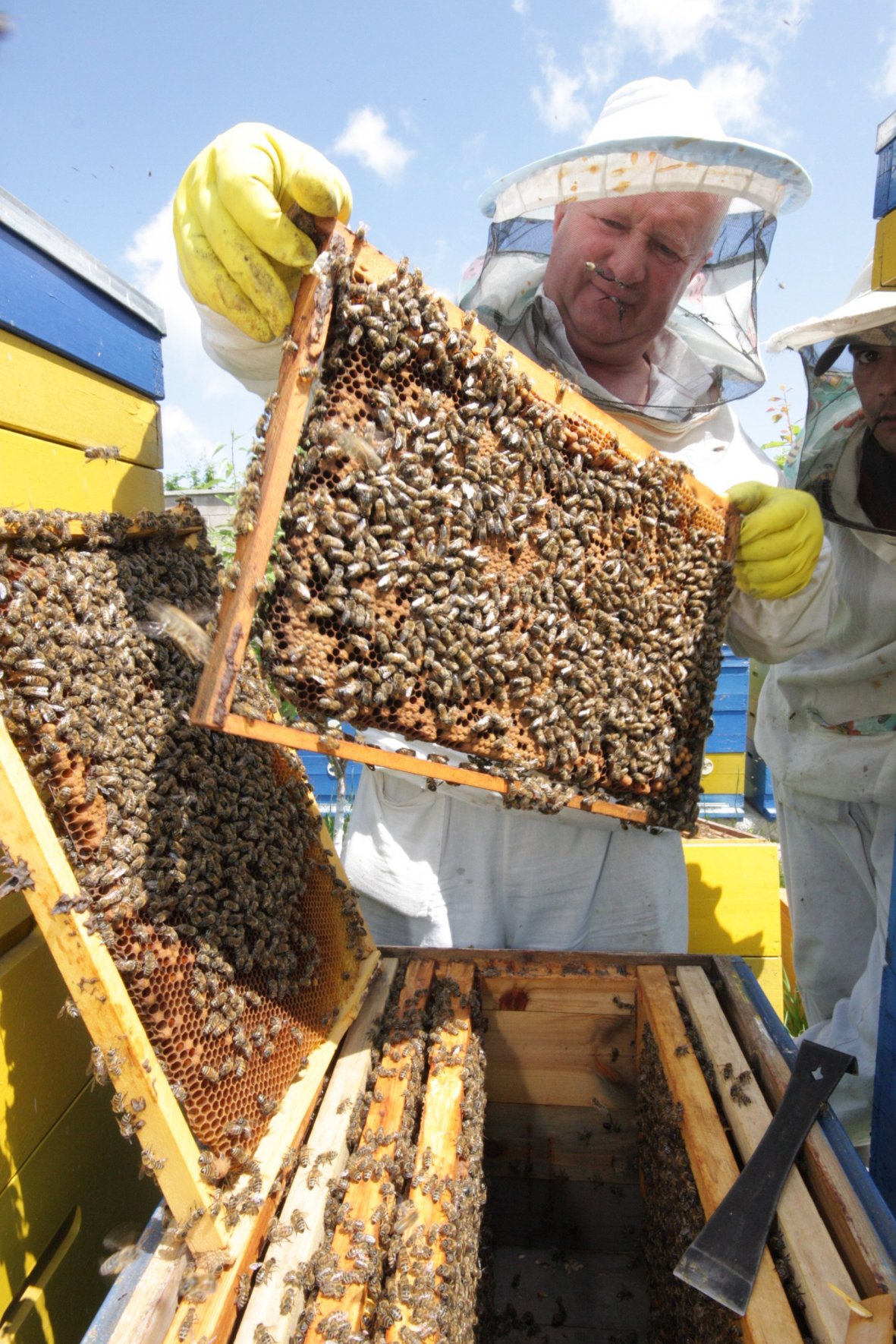 Нашим бджолярам додасться приємних клопотів. Фото УНIAН