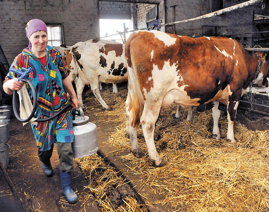 Селяни вміють працювати і тому не розуміють, чому закупівельні ціни на молоко падають, а на продукцію з нього зростають. Фото з сайту volynnews.com
