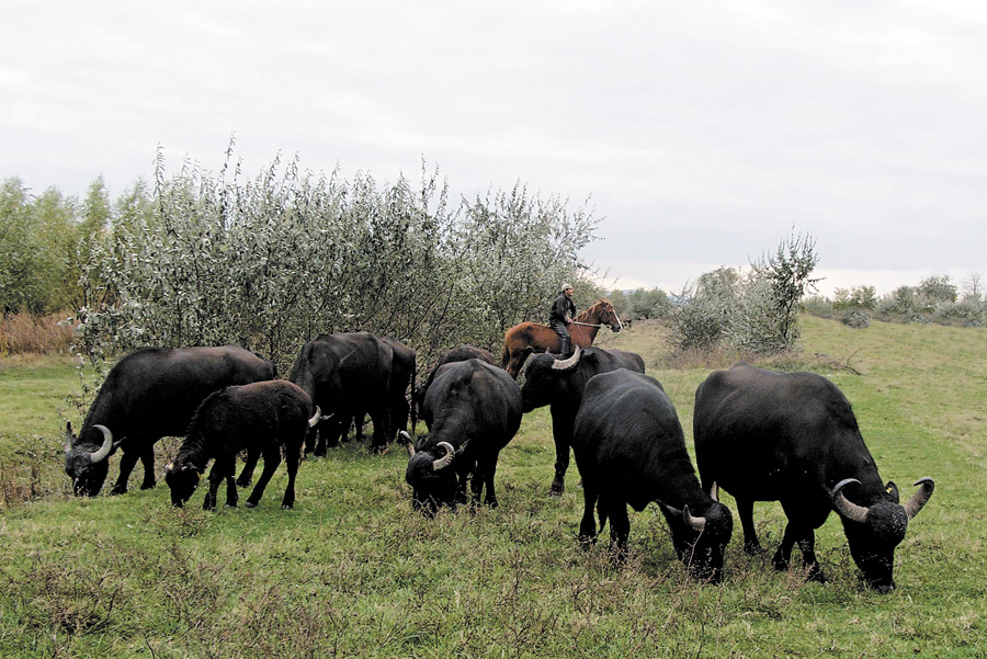 Розведення буйволів вигідне завдяки переробленню їхнього молока і корисне для збагачення природи. Фото автора