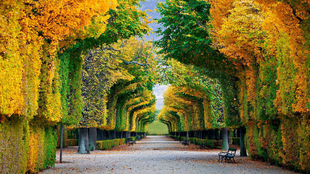 Дерева створюють мальвничу арку у парку Відня, Австрія