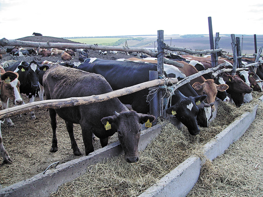 Корови, бички та коні Луганщини в деяких господарствах почуваються привільно, тому очільниця департаменту агропромислового комплексу вважає, що статистику поголів’я треба уточнити. Фото автора