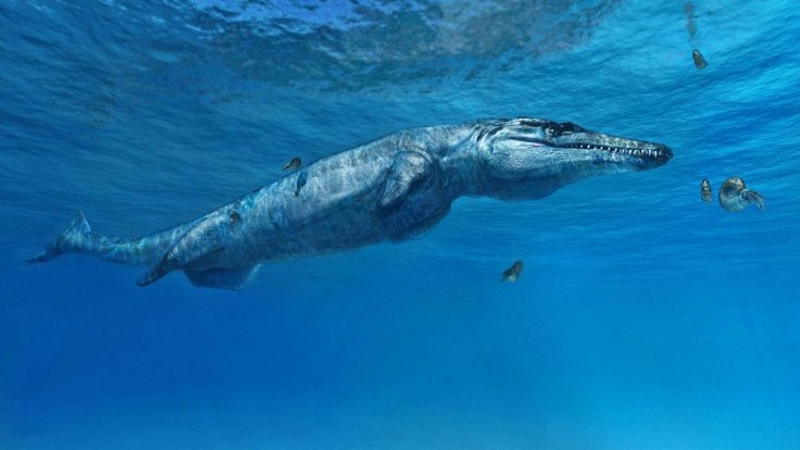 Мелкшамський монстр дуже схожий на вид (Plesiosuchus manselii), який теж належить до групи геозаврінів. 