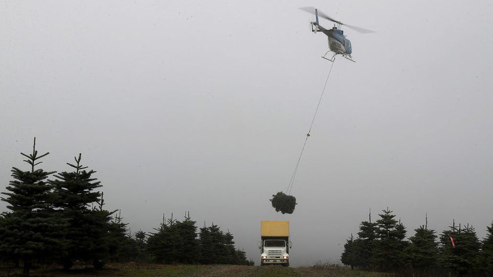 Тим часом на одній із "ялинкових ферм" компанії Holiday Tree Farms у штаті Орегон робота у самому розпалі. Цього року тут очікують продати мільйон дерев.