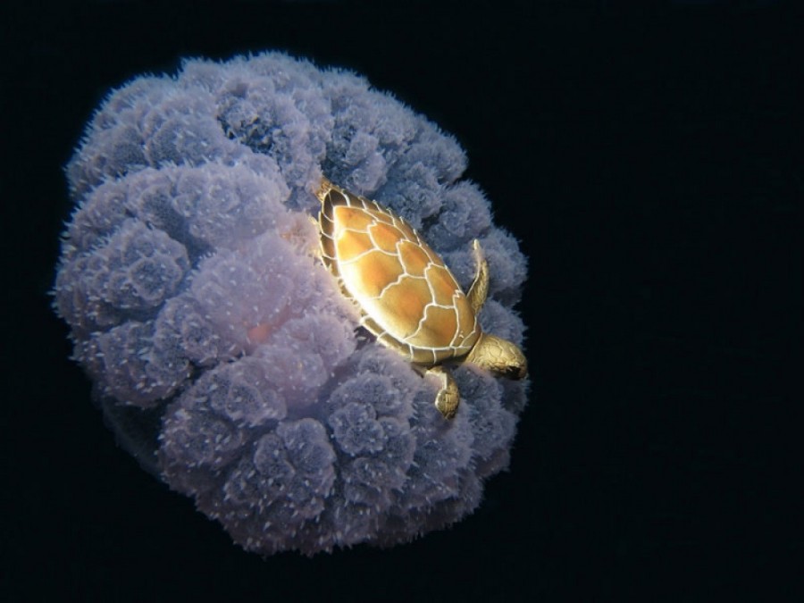 1. Черепаха, яка осідлала медузу.
